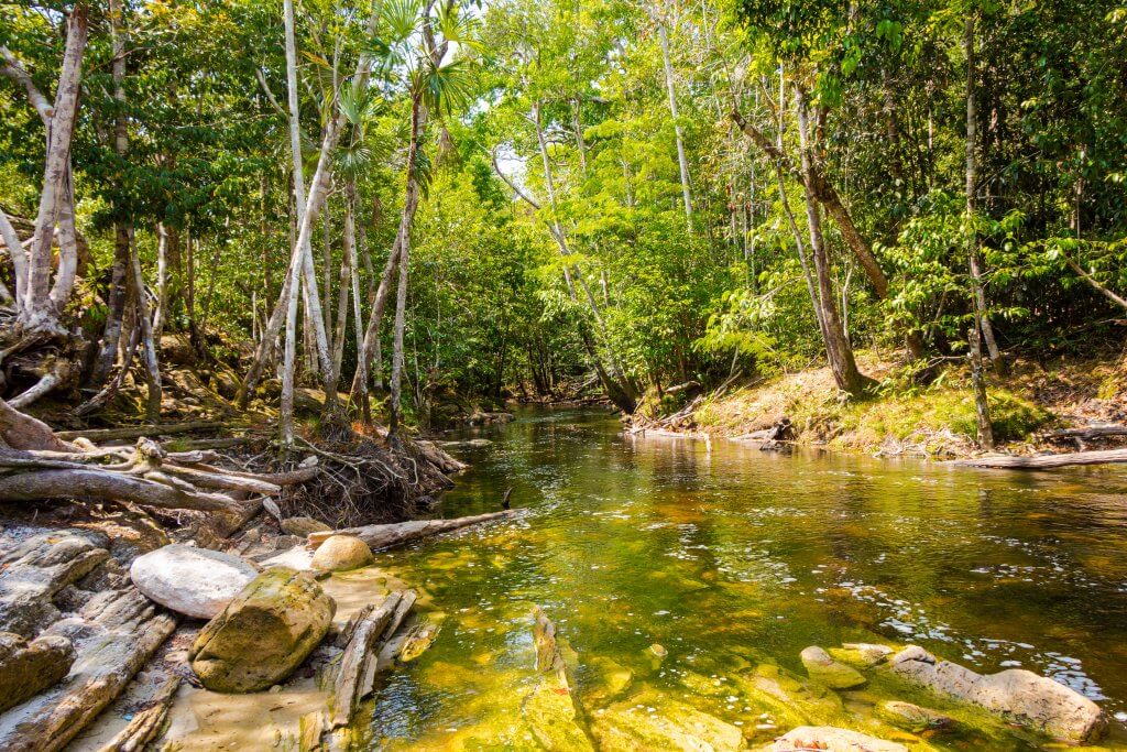 Imagem de um rio em um bosque em Presidente Figueiredo