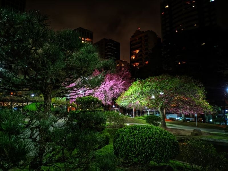 cerejeira e árvores a noite em Curitiba