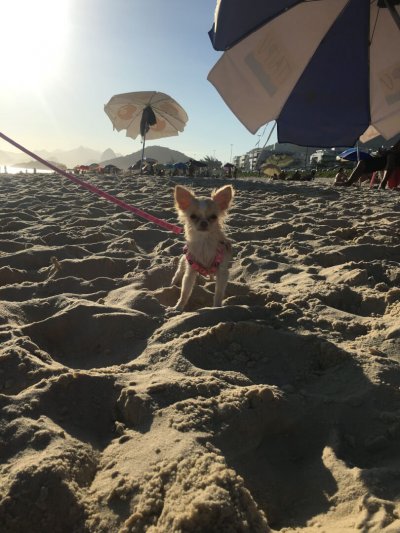 Cachorro molhado na praia