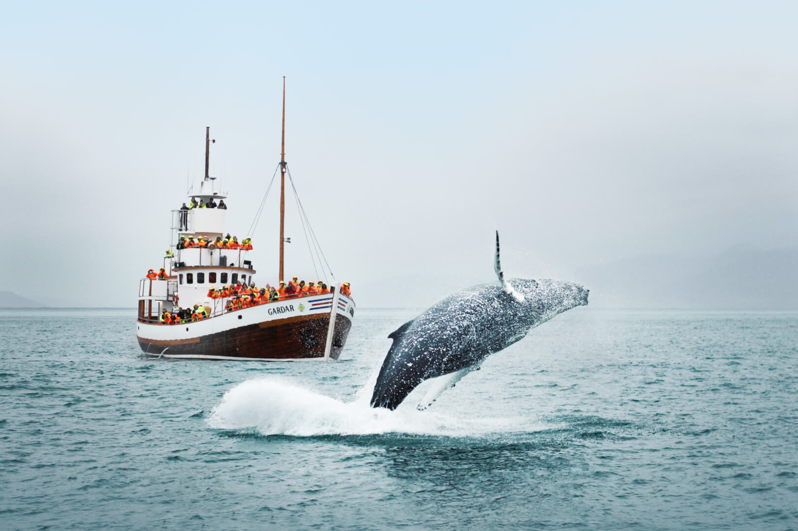 barco cheio de pessoas observa baleia no mar - o que fazer em reykjavik