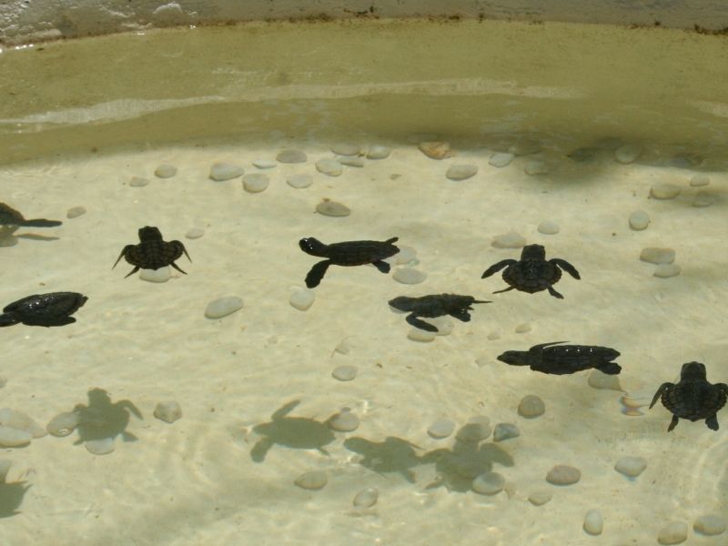 filhotes de tartarugas na água